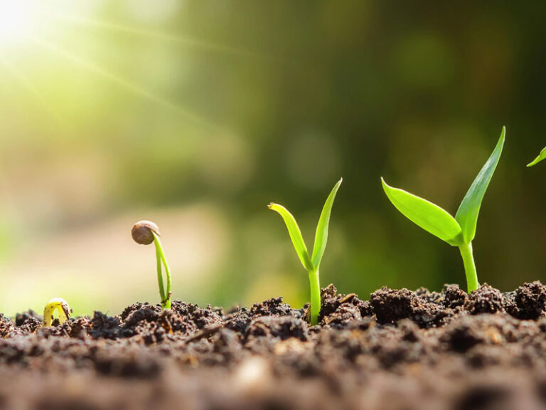Seed of Hope